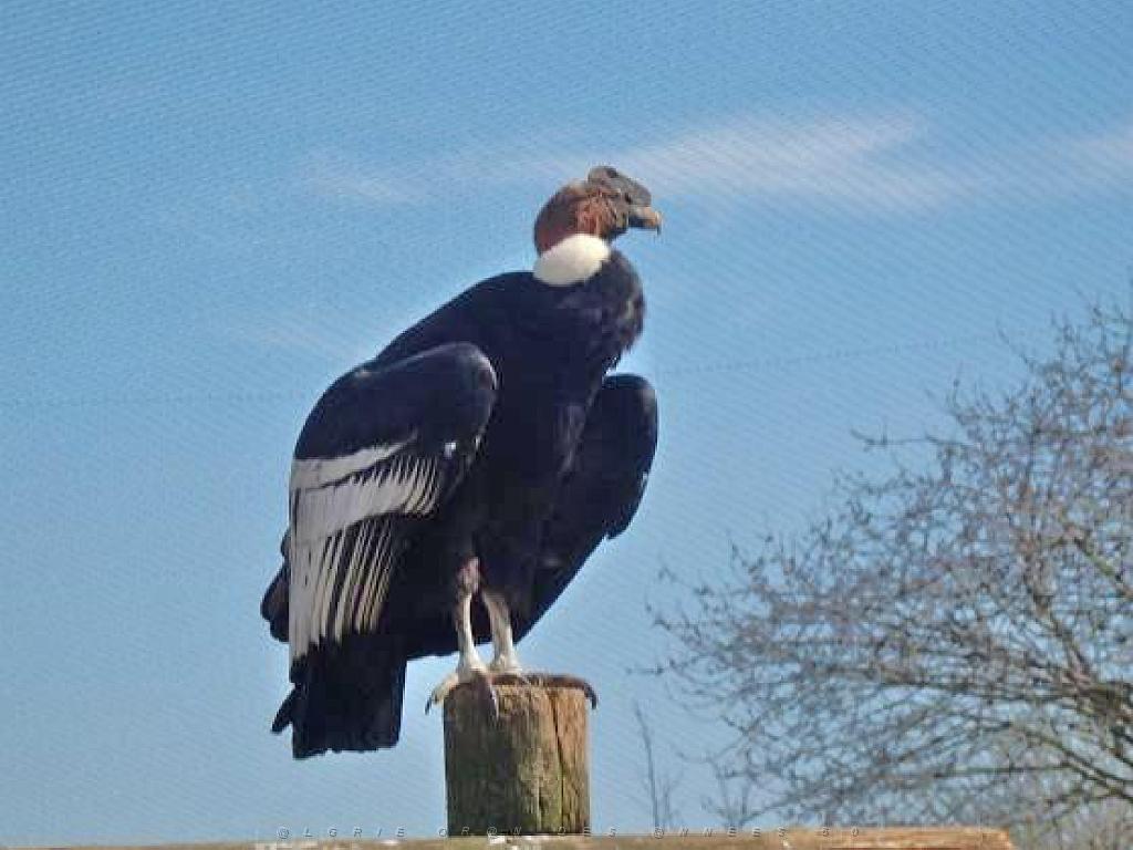 149 BIO PARC DE DOUE LA FONTAINE 6- 2016_000029.jpg